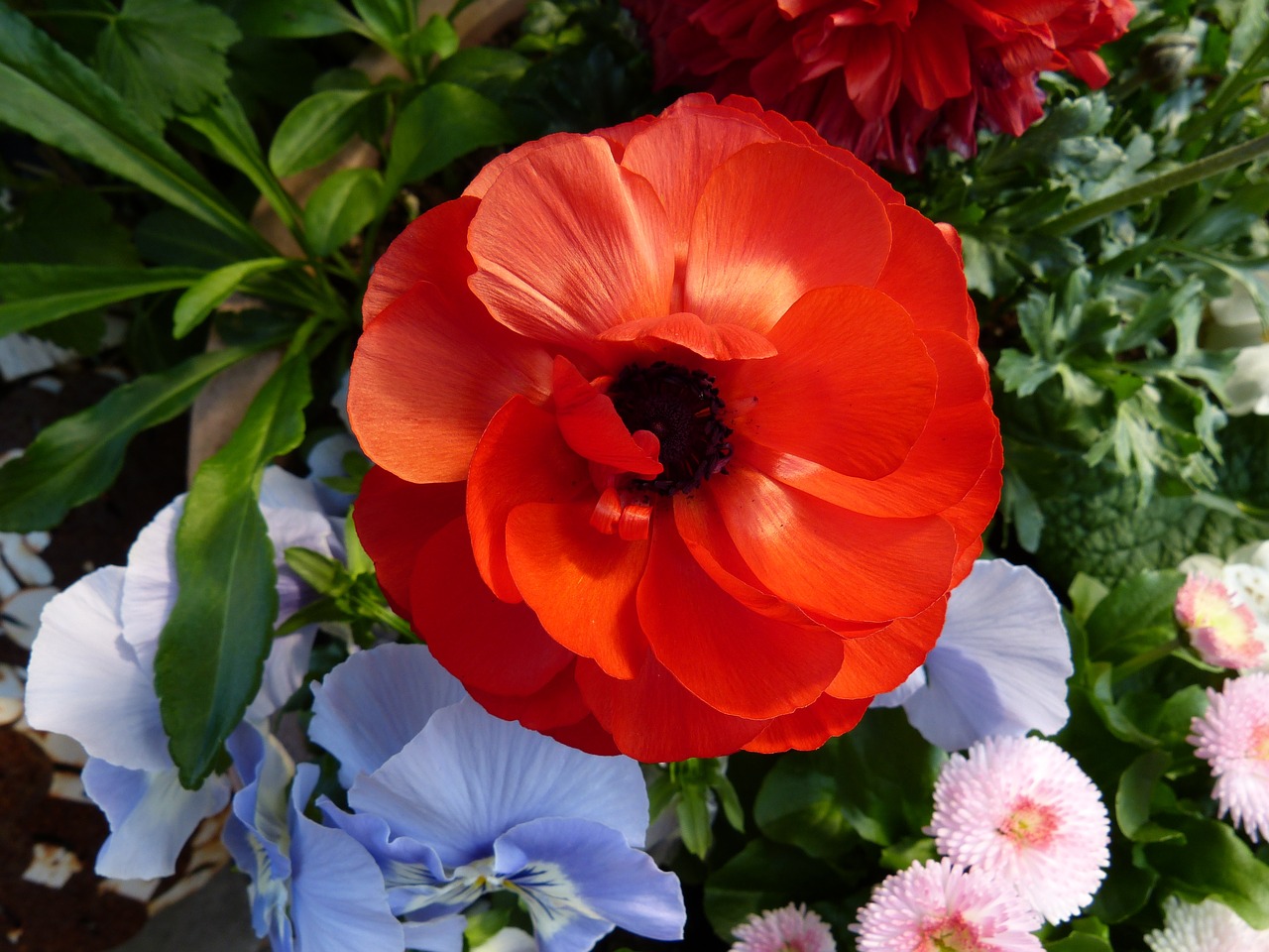 Image - garden flowers anemone bellis