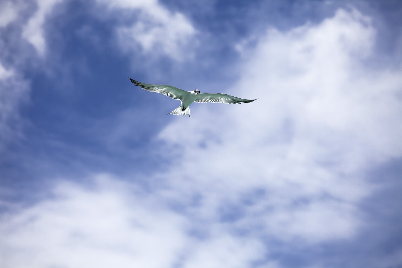 Image - bird common tern flight sky