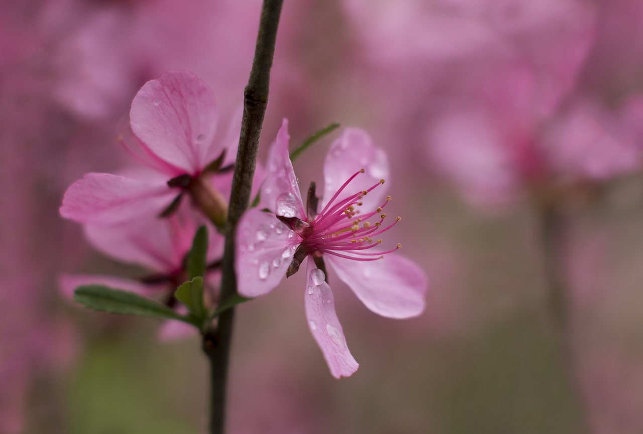 Image - flower pink in the morning rain