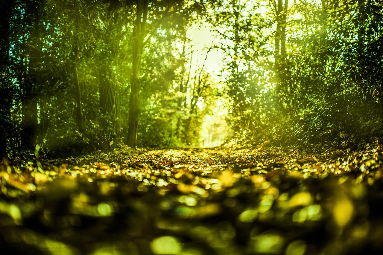 Image - nature green trees spring forest