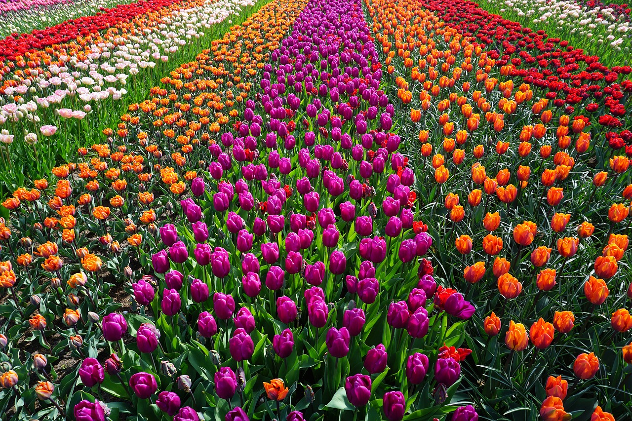 Image - field of flowers tulips holland