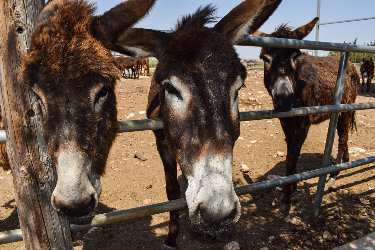 Image - donkeys curious funny donkey farm