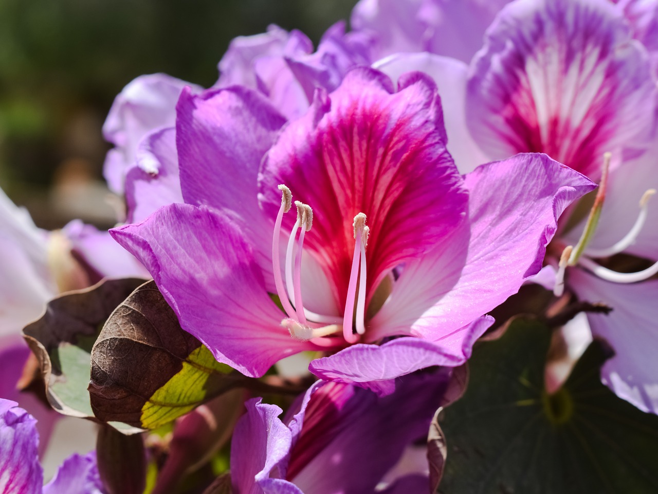 Image - stamens flower tree blossom nature