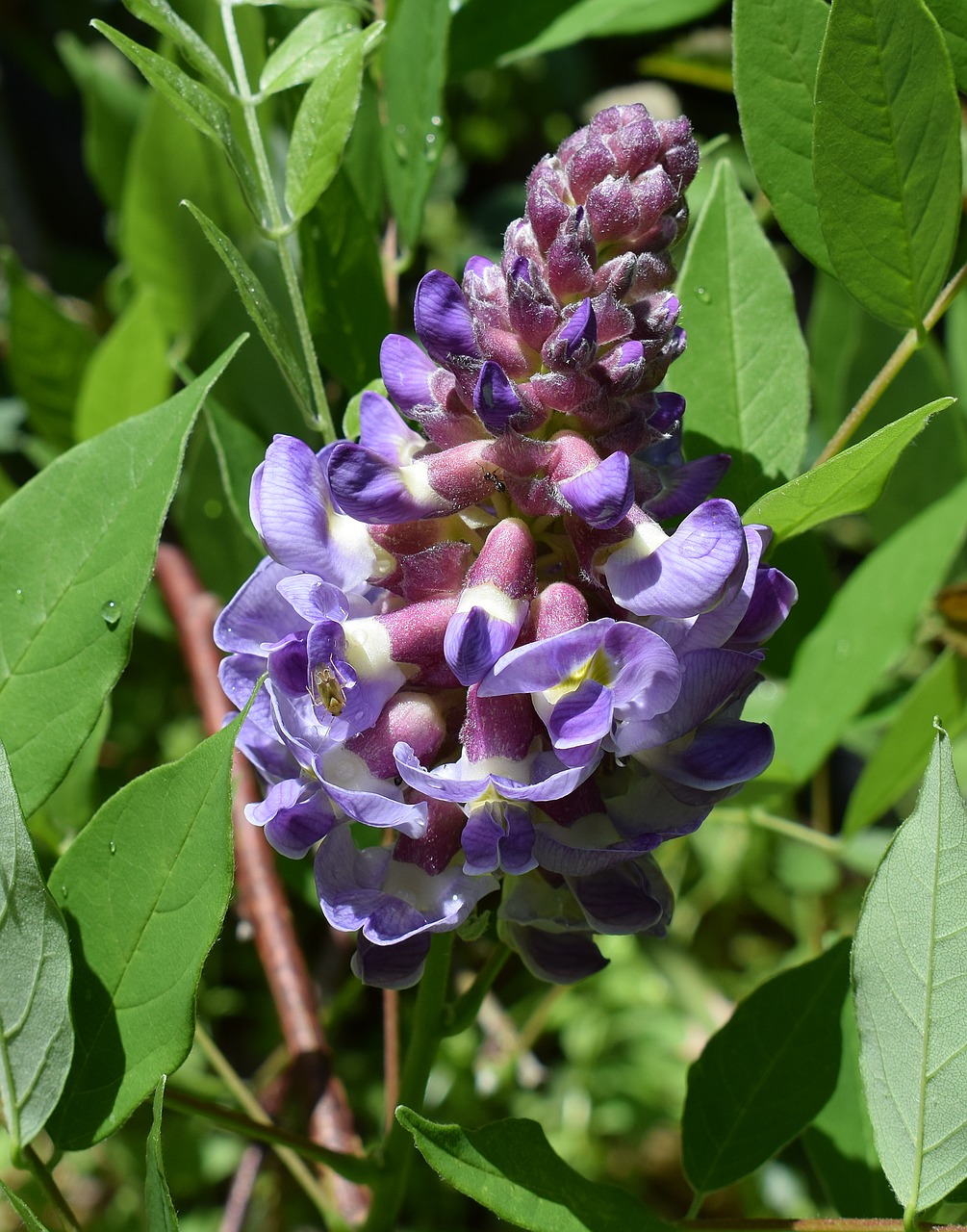 Image - wisteria with pollinators ant insect