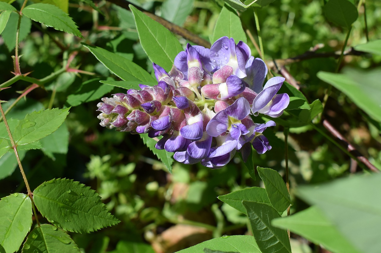 Image - rain wet wisteria raindrops flower