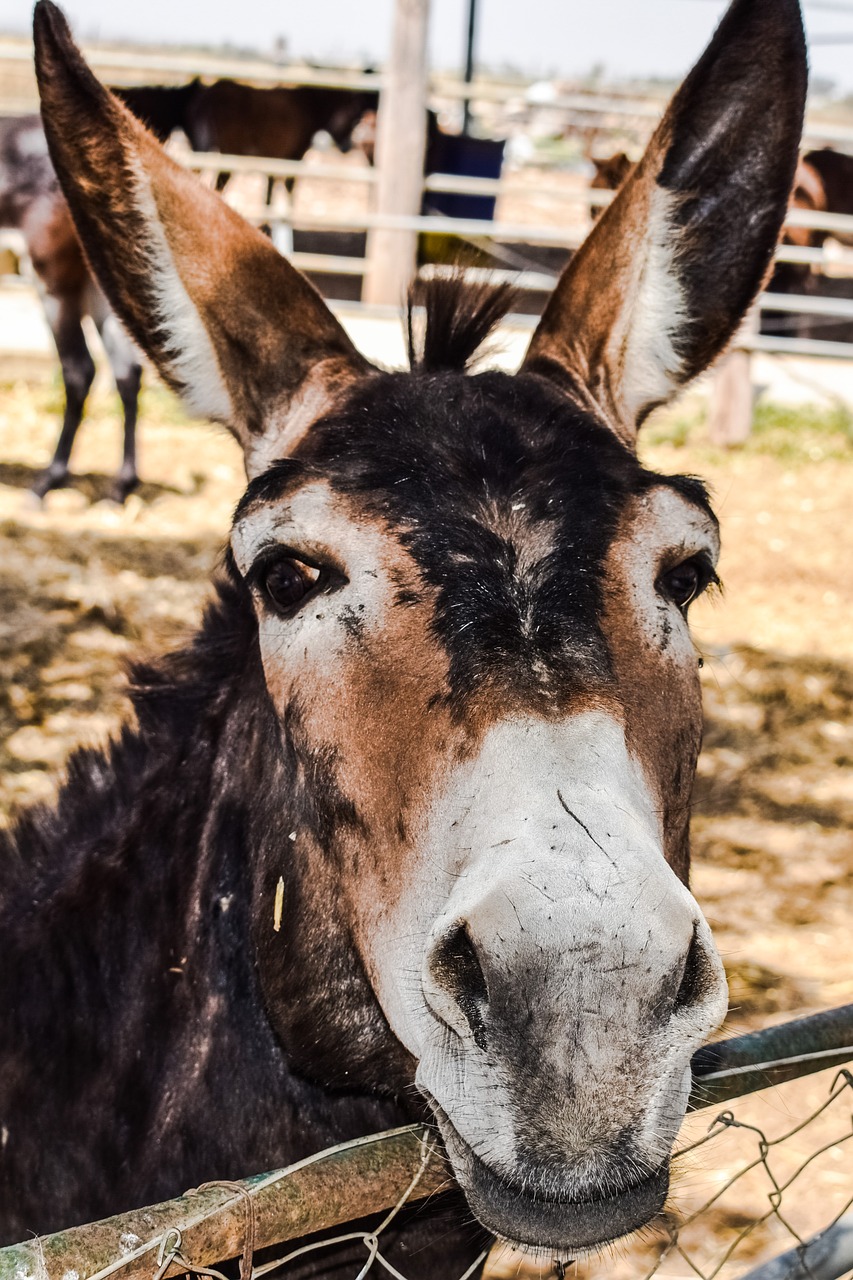 Image - donkey curious funny donkey farm