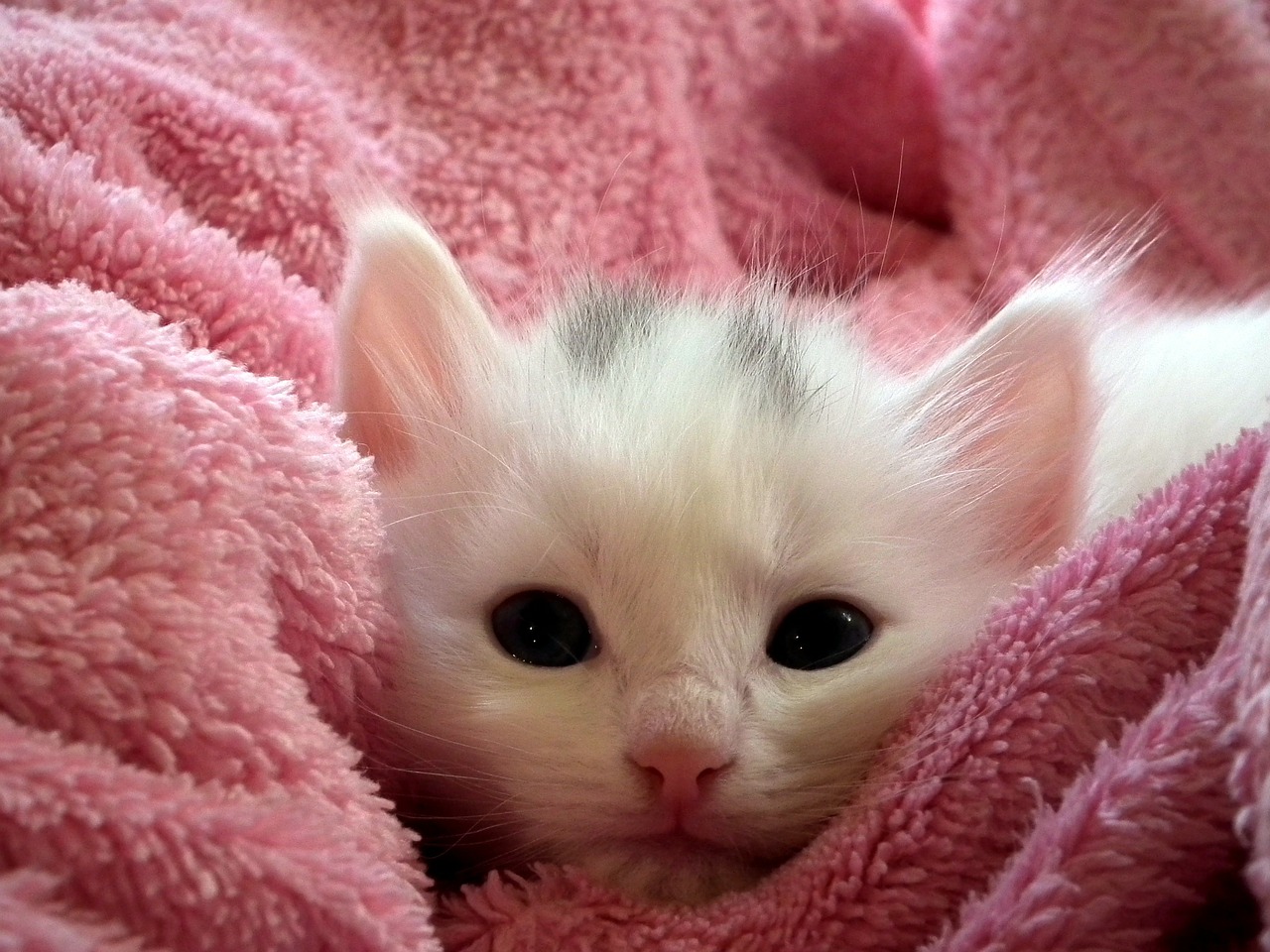 Image - kitten cat fluffy cat cute animals