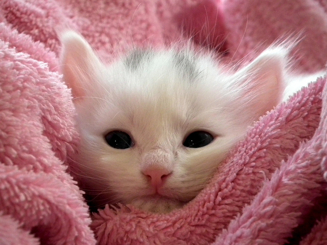 Image - kitten cat fluffy cat cute animals