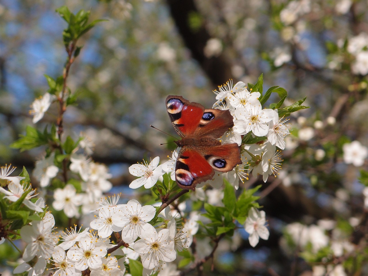 Image - flowers tree flowering tree