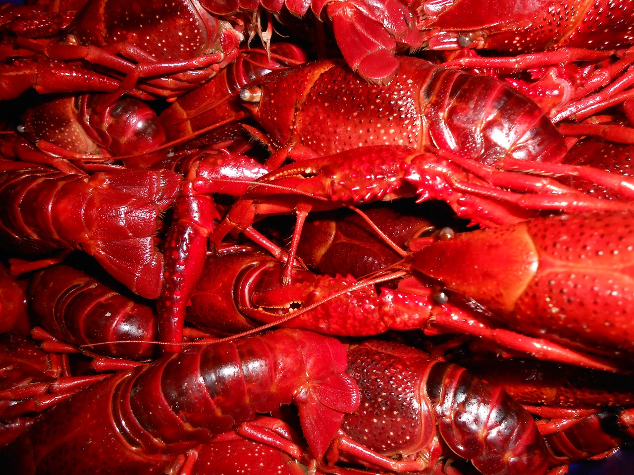 Image - sea crayfish seafood