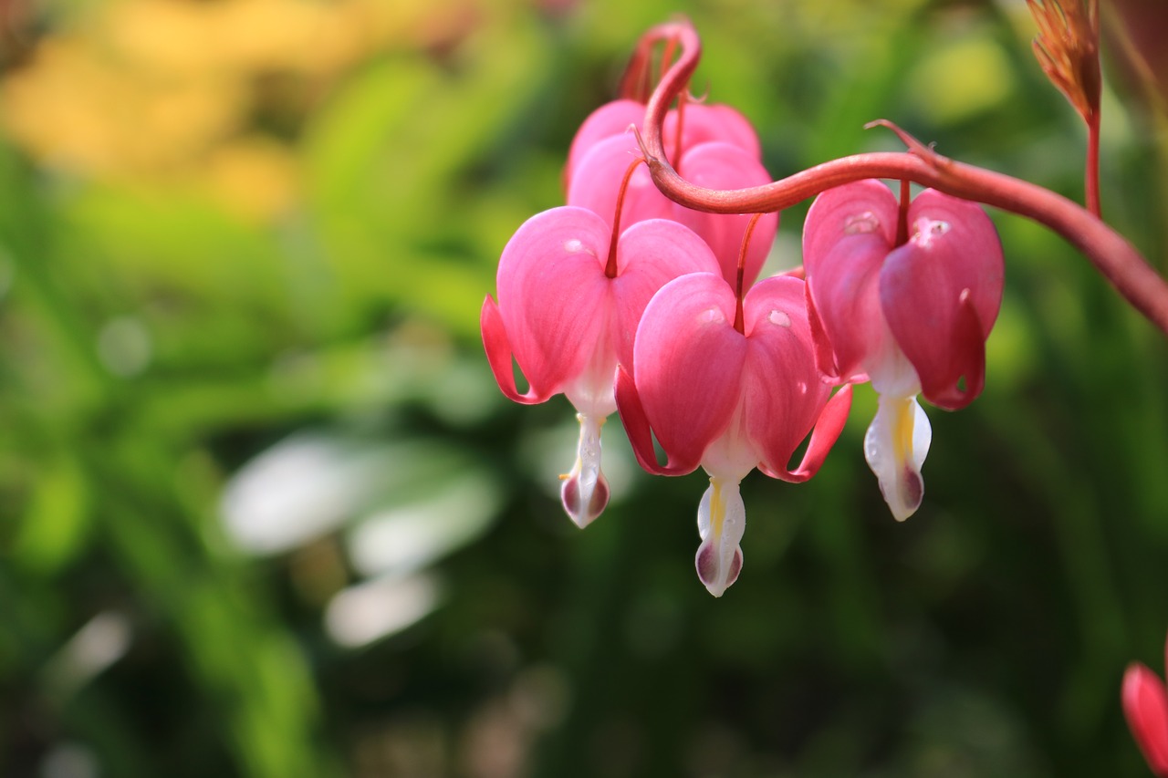 Image - exotic keukenhof flowers plant