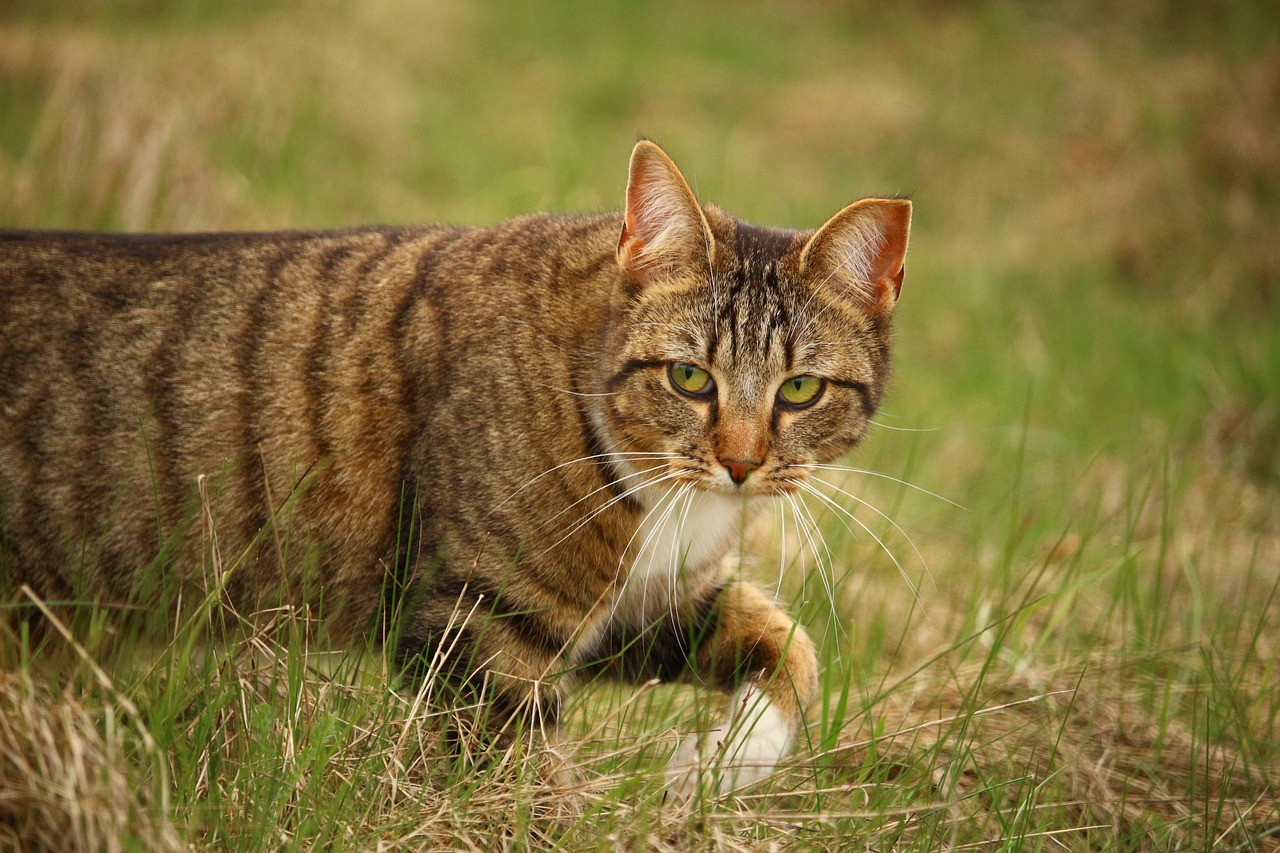 Image - cat domestic cat tiger cat mackerel