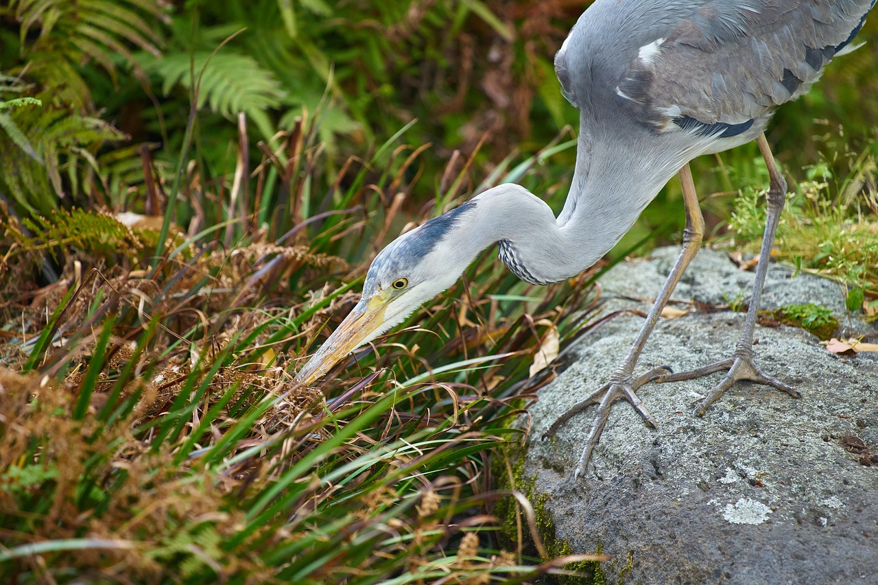Image - gray heron hunt waterside bird