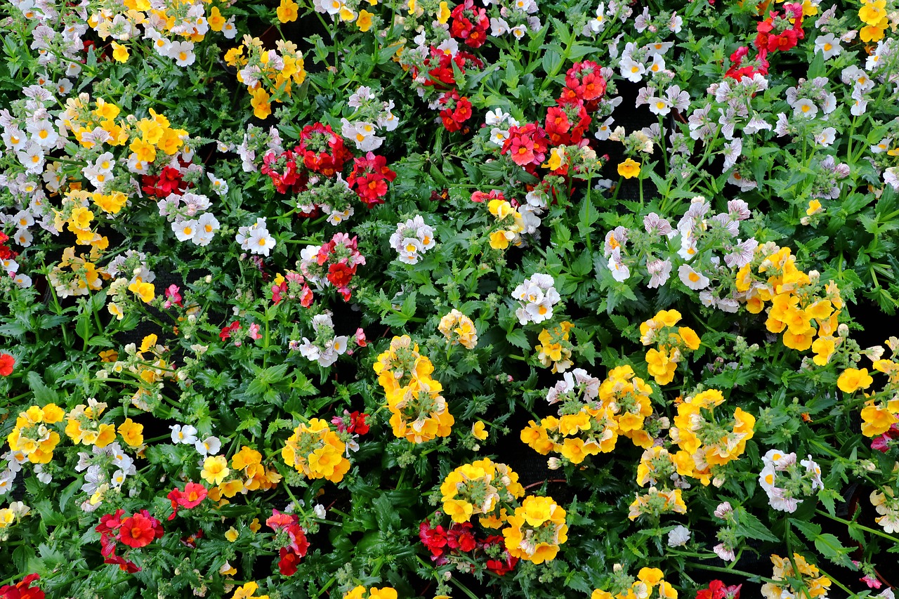 Image - nemesia flowers colorful blossom