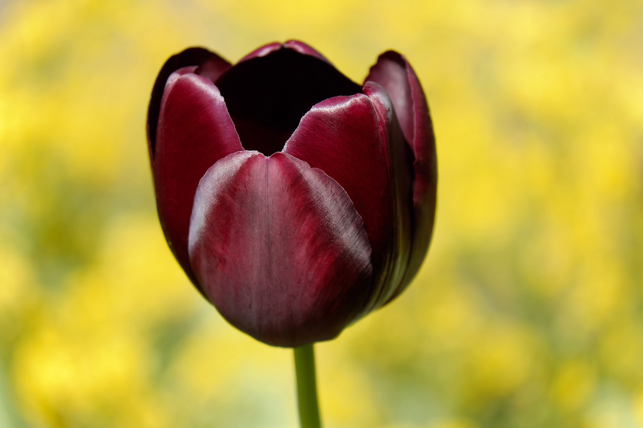 Image - tulip flower blossom bloom flowers