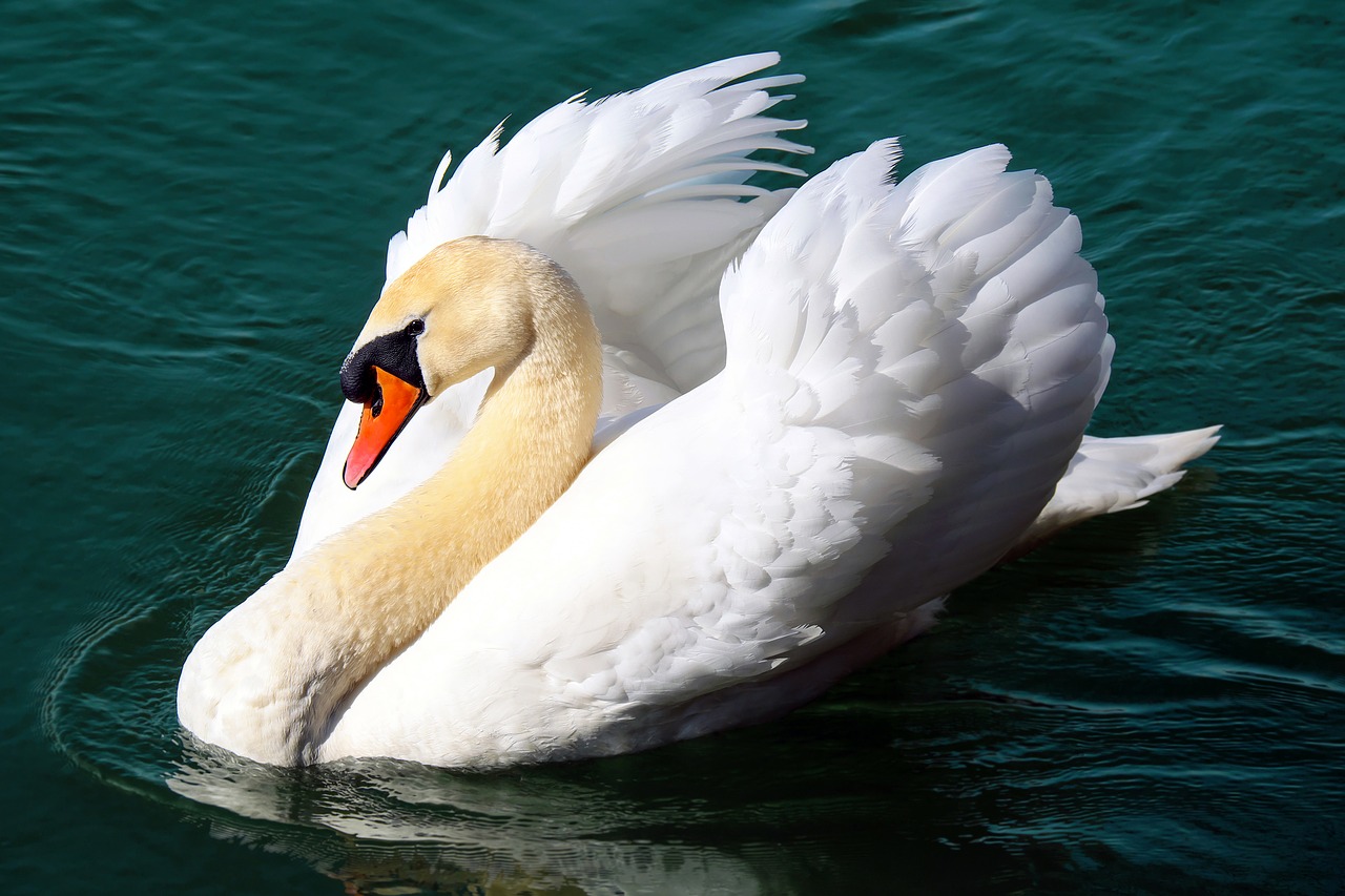 Image - swan water bird animal floats