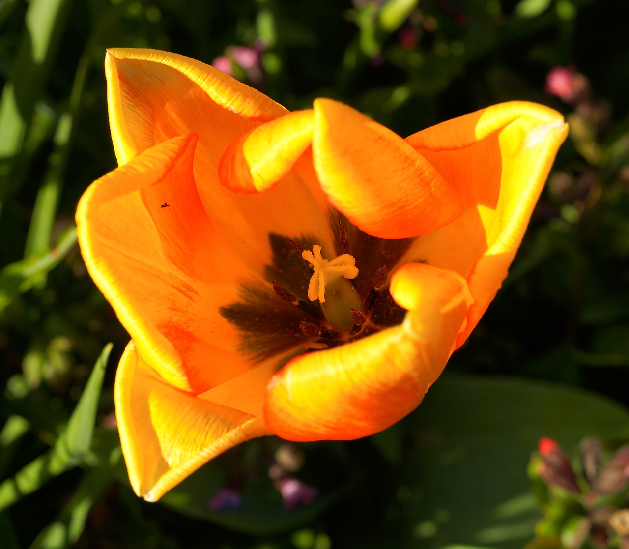 Image - tulip blossom bloom spring yellow