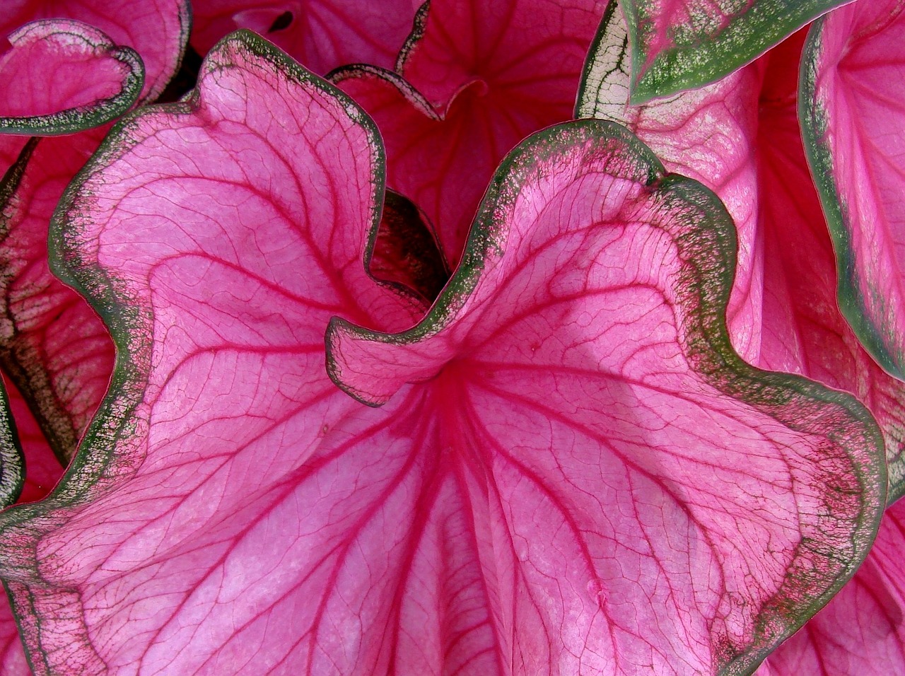 Image - caladium flower nature