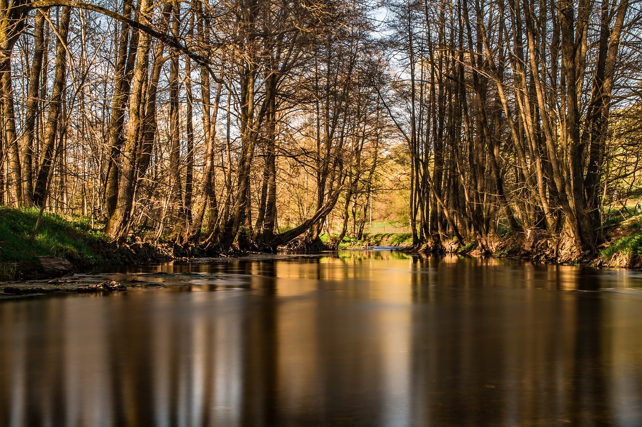 Image - river trees bald trees bank