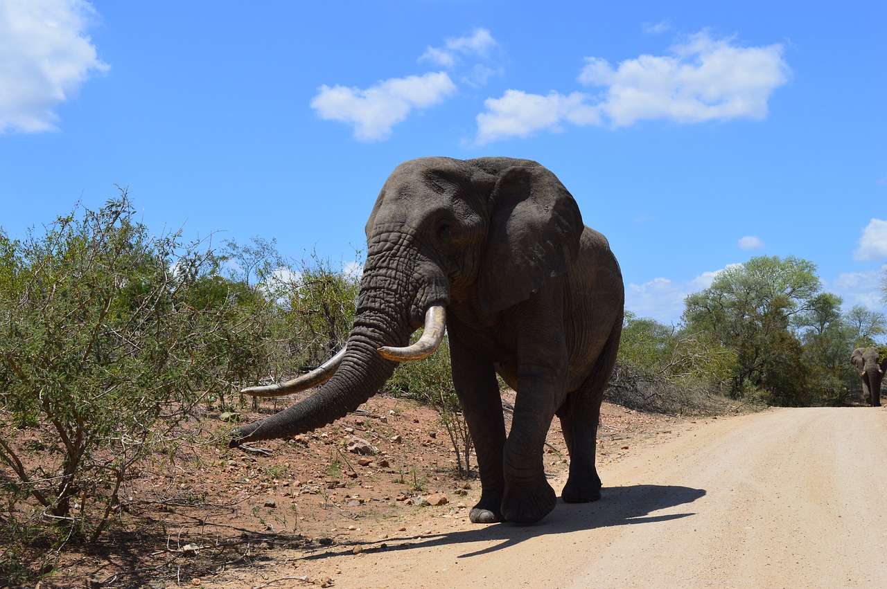 Image - south africa kruger park elephant
