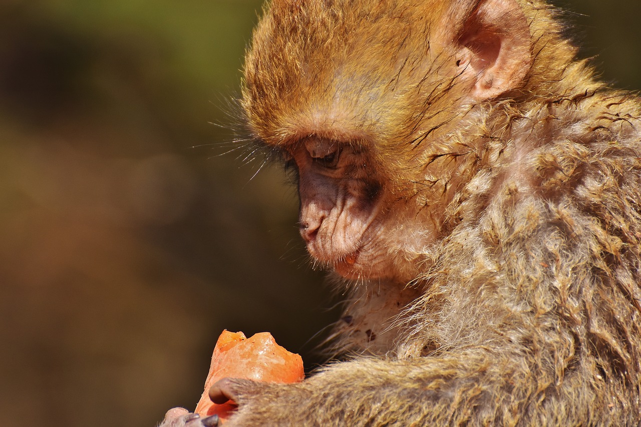 Image - barbary ape eat carrot cute