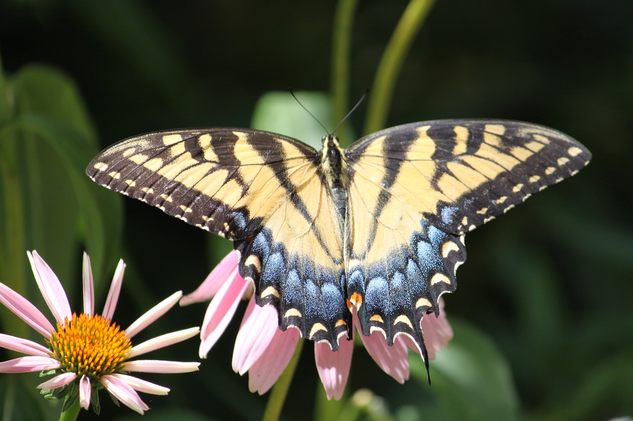 Image - butterfly moth insect garden