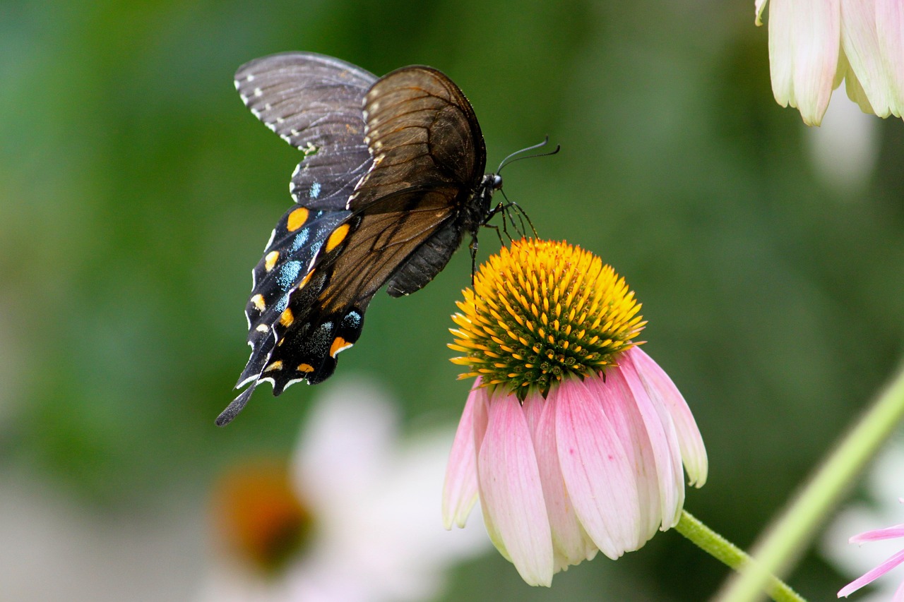 Image - butterfly moth nature wing