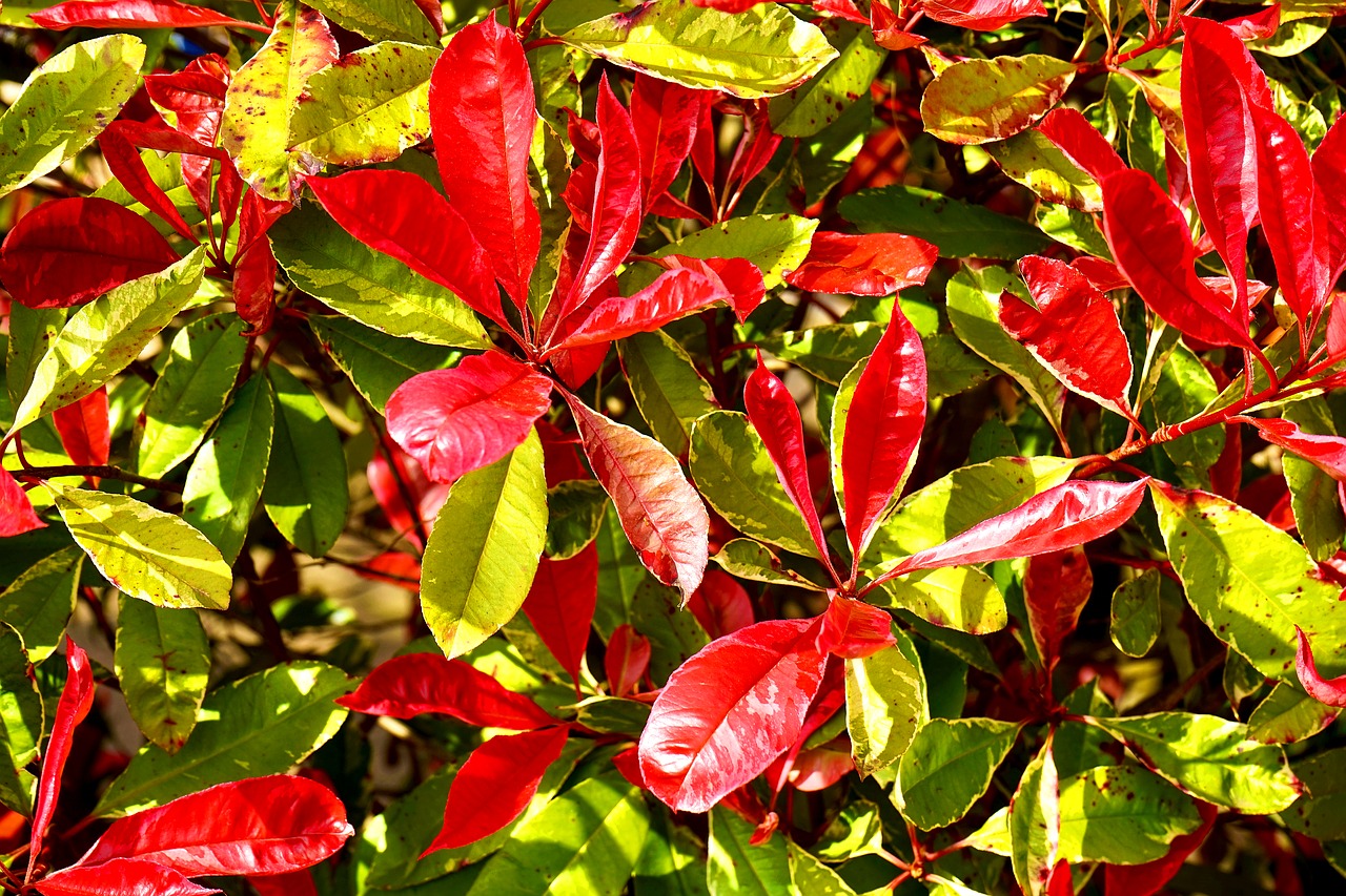 Image - red fresh color green nature