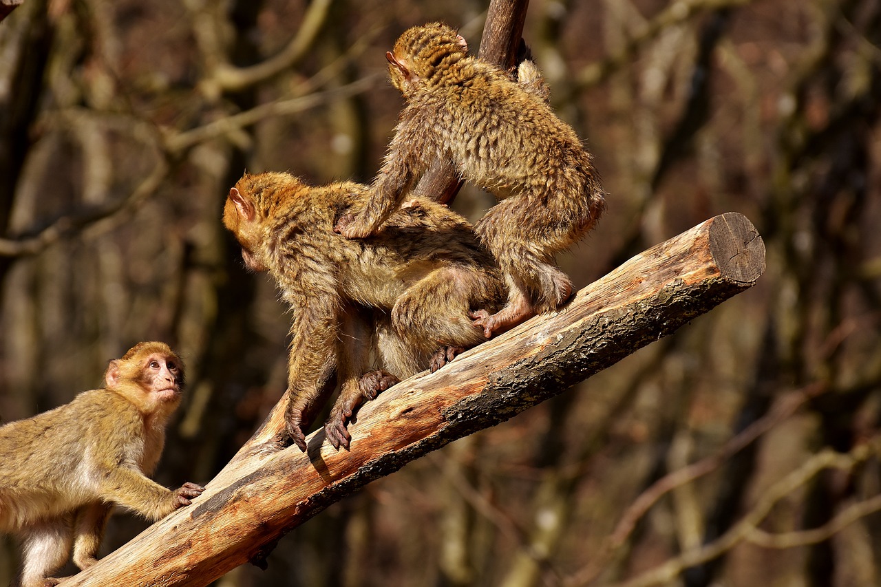 Image - berber monkeys climb play cute