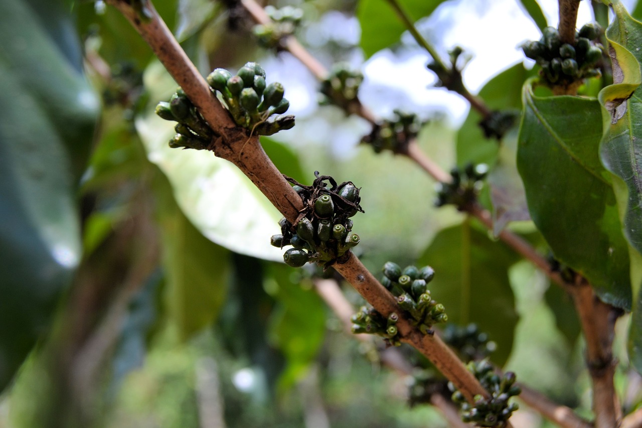 Image - cuba coffee plant bean nature