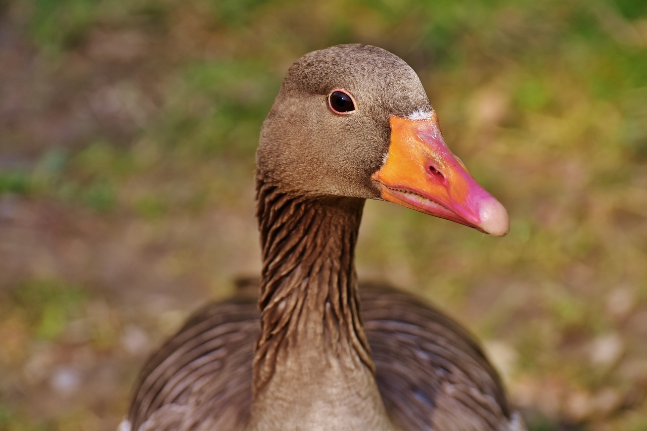 Image - goose water bird poultry