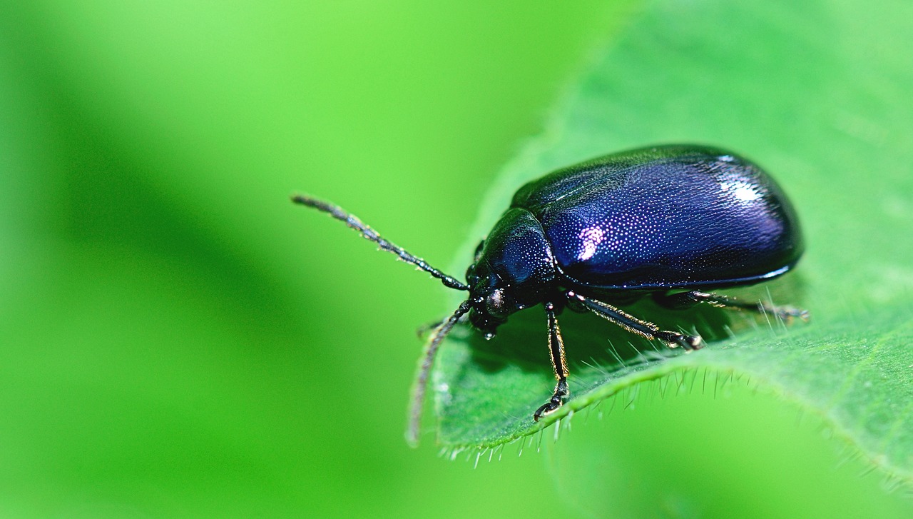 Image - nature insect flower forest