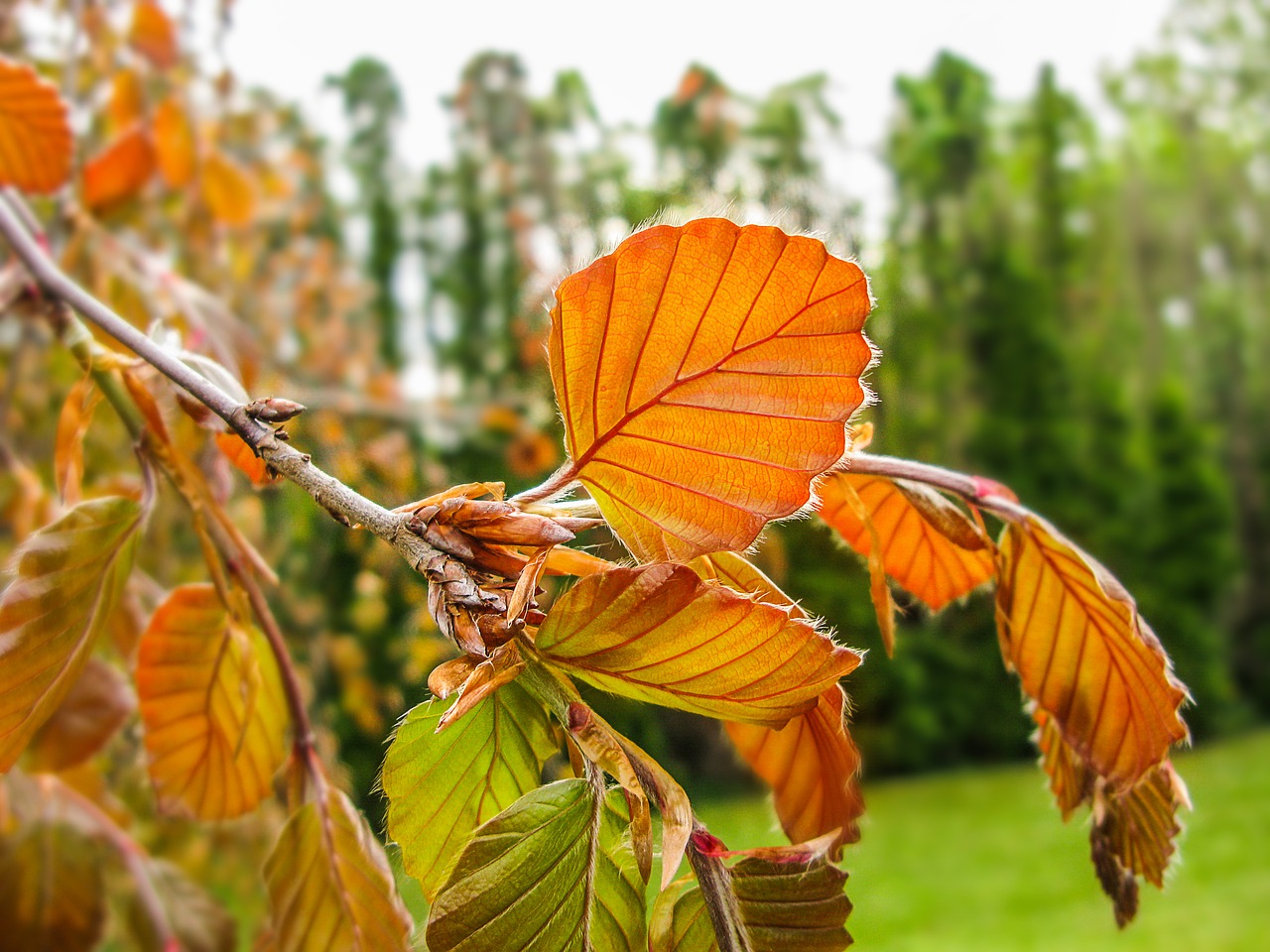 Image - foliage orange garden horticulture