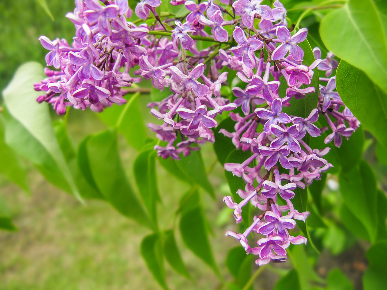 Image - organ flower bush lilac bush