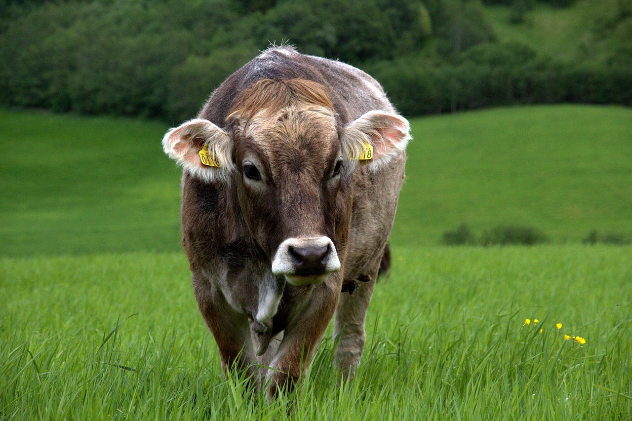 Image - cow grass outdoors green field