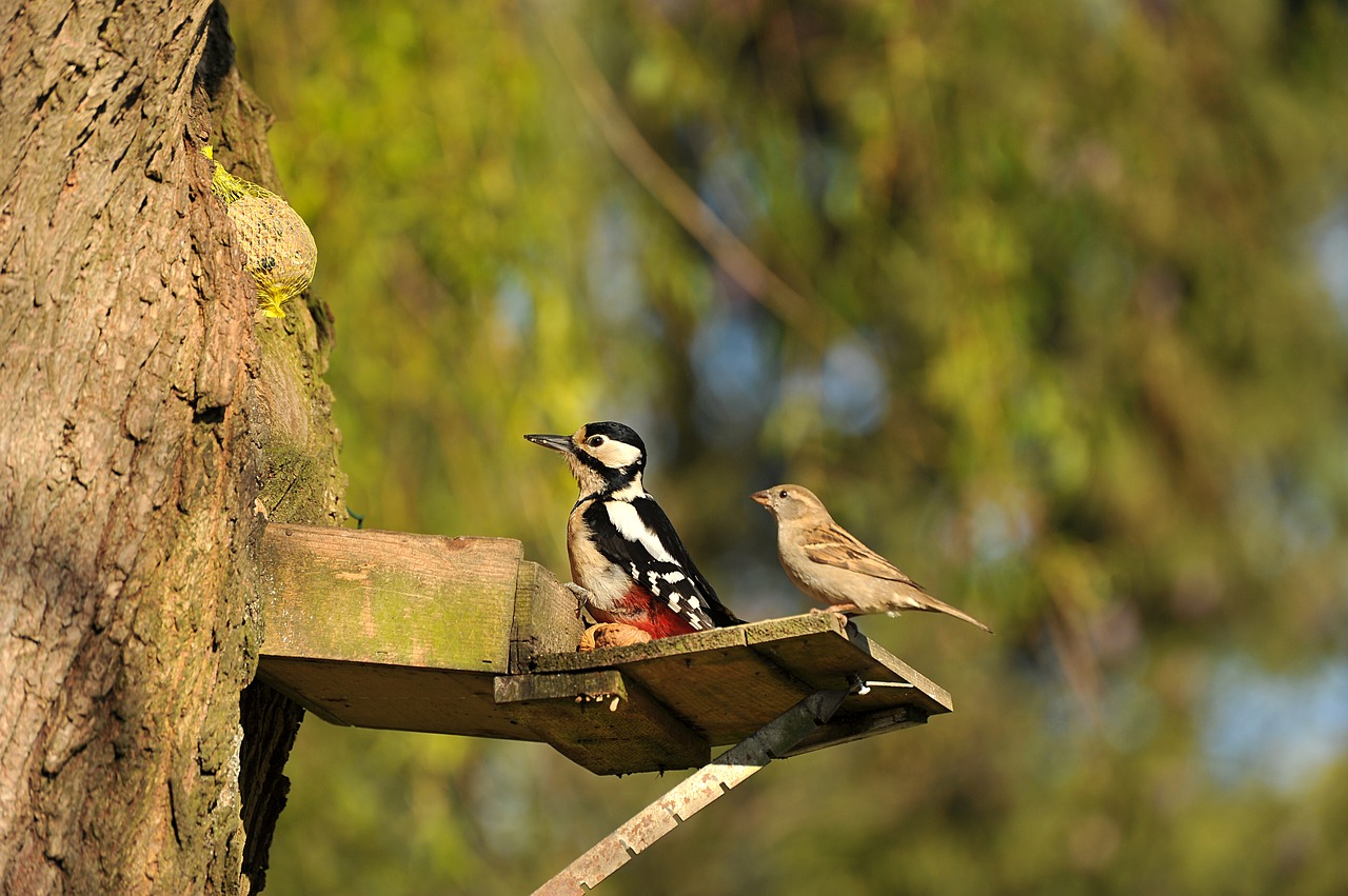 Image - woodpecker great spotted woodpecker