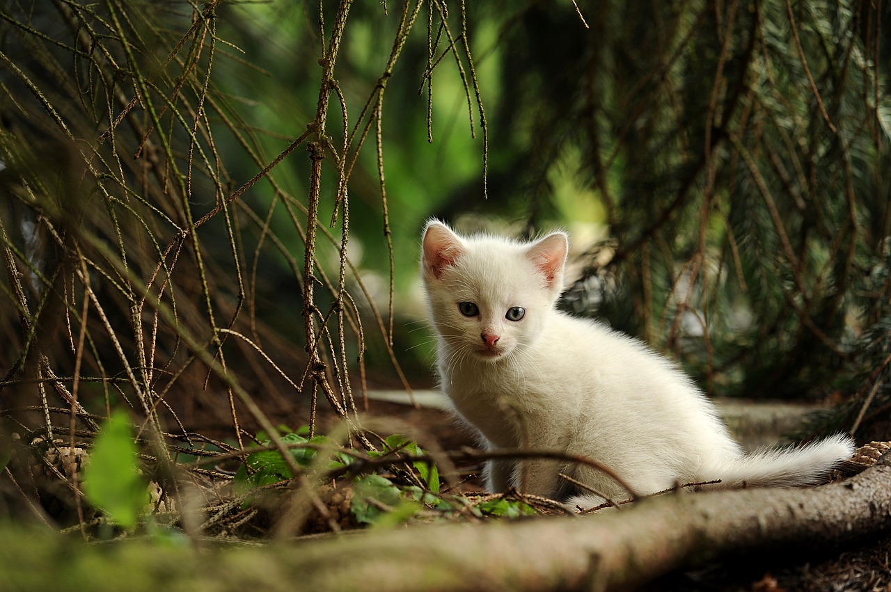 Image - cat young animal curious wildcat