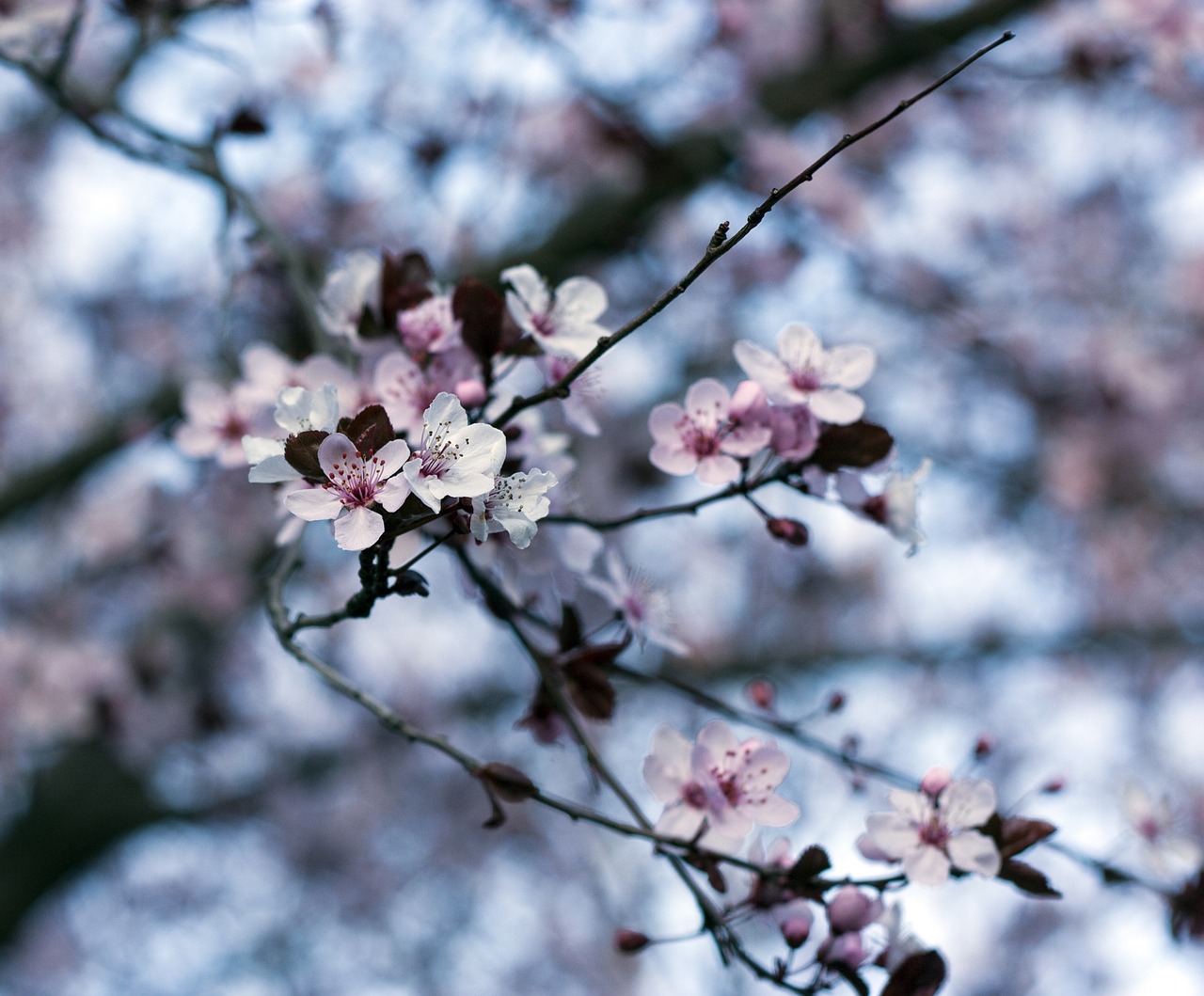 Image - peach blossom spring flower peach