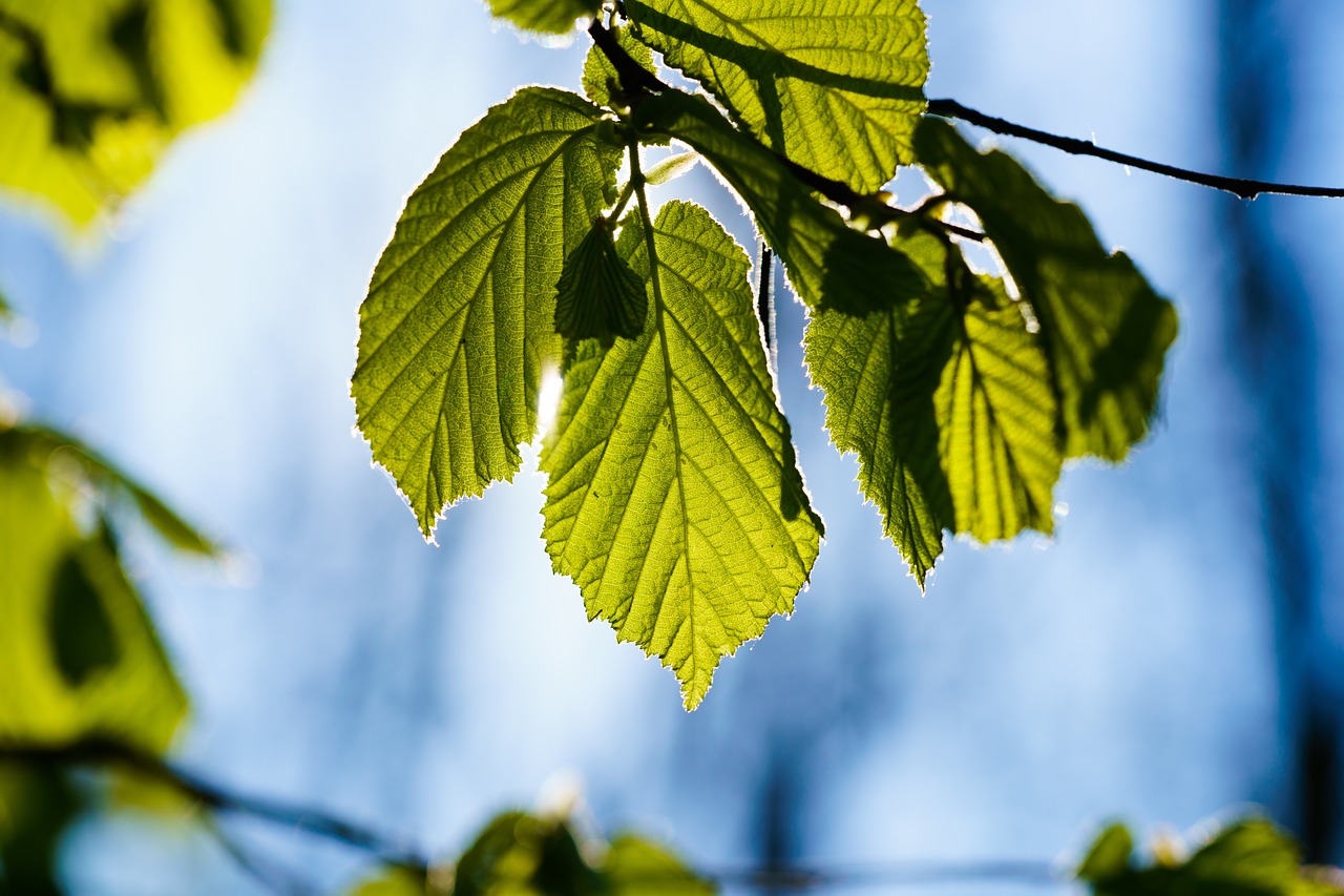 Image - leaf back light summer sky leaves