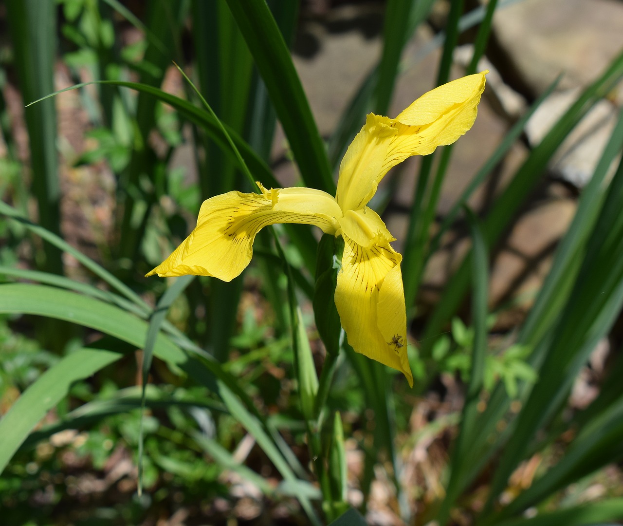 Image - yellow iris newly opened flower