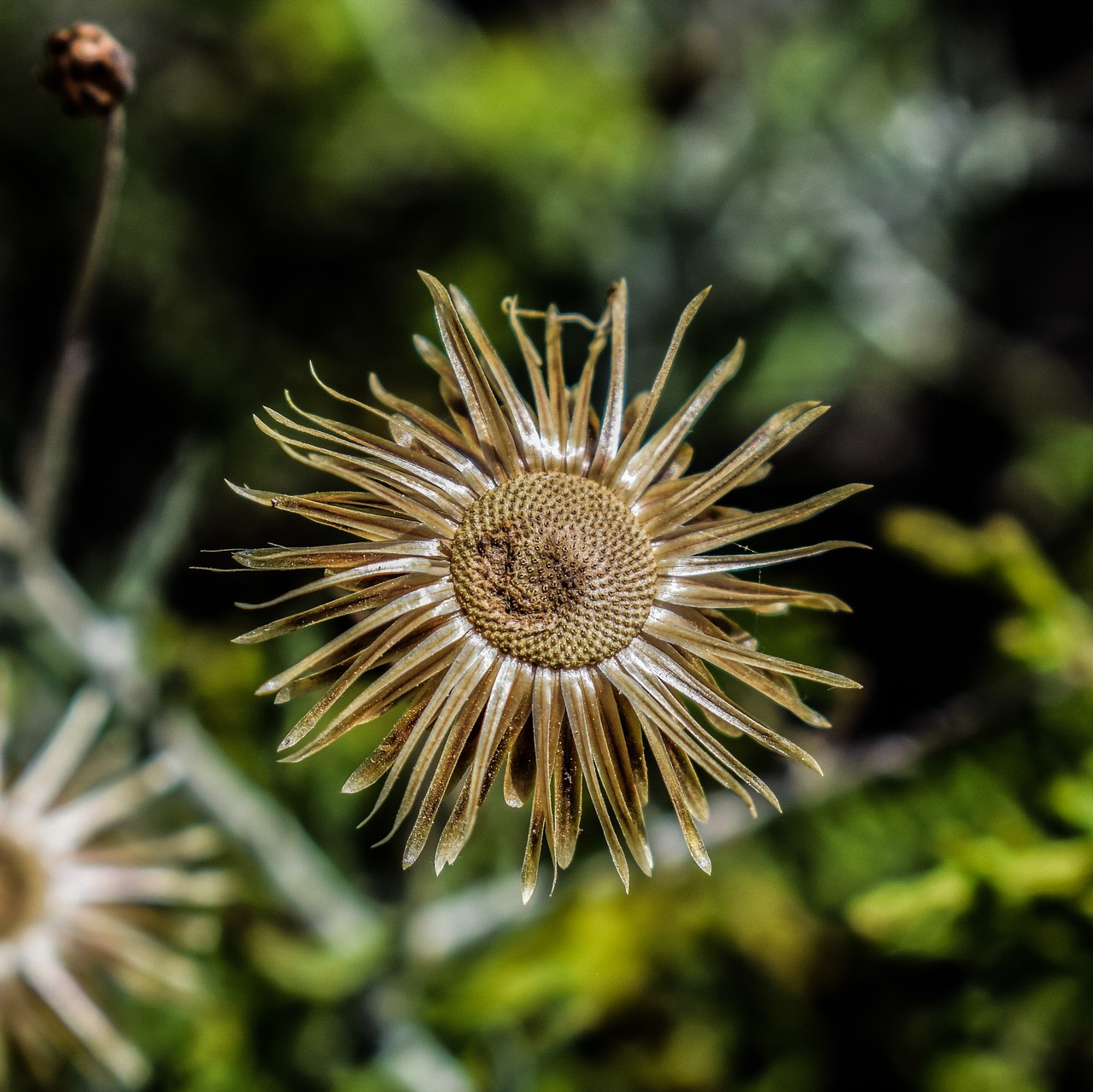 Image - wildflower gold flower plant