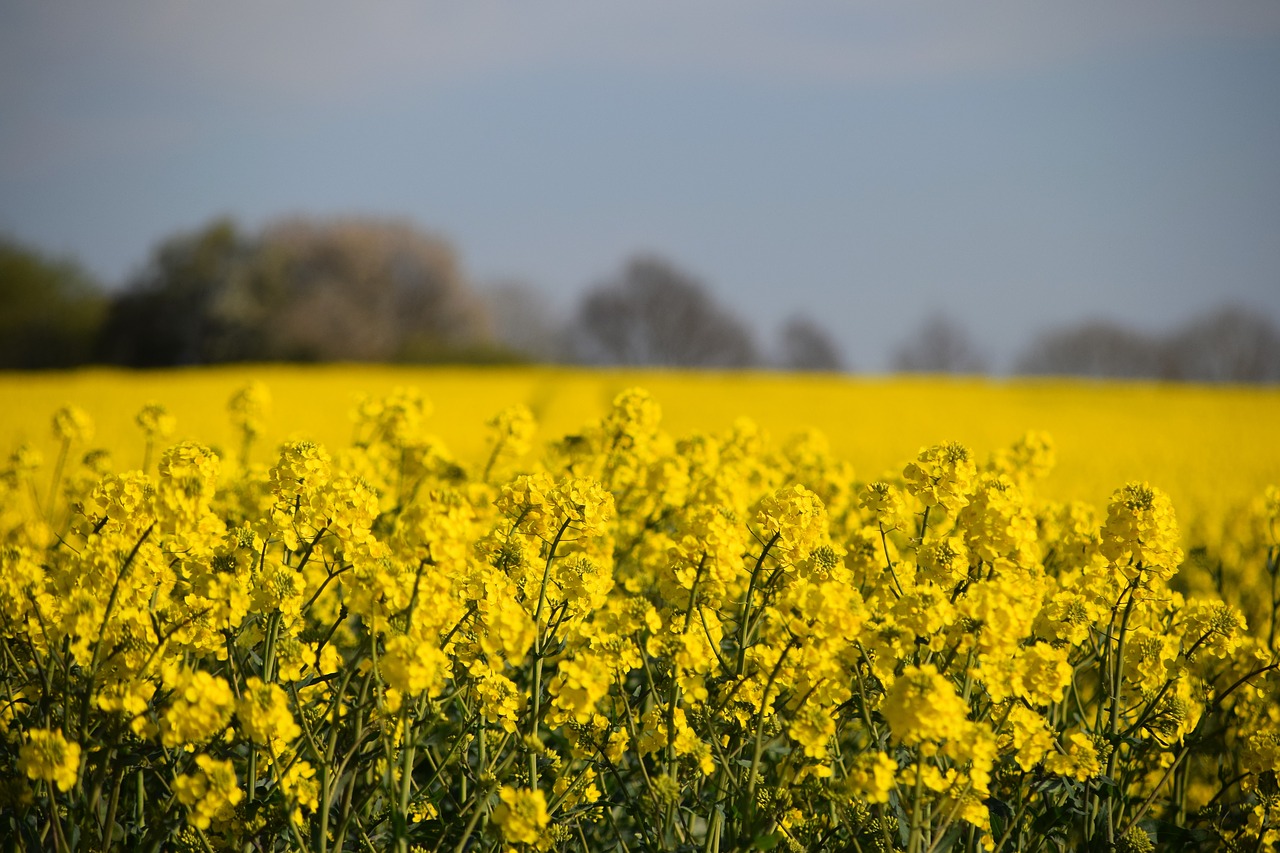 Image - brassica napus oilseed rape reps