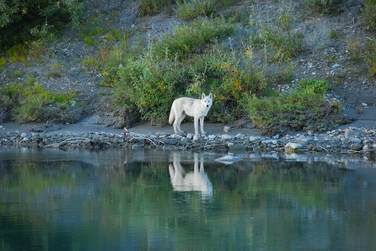 Image - wolf lone predator reflection