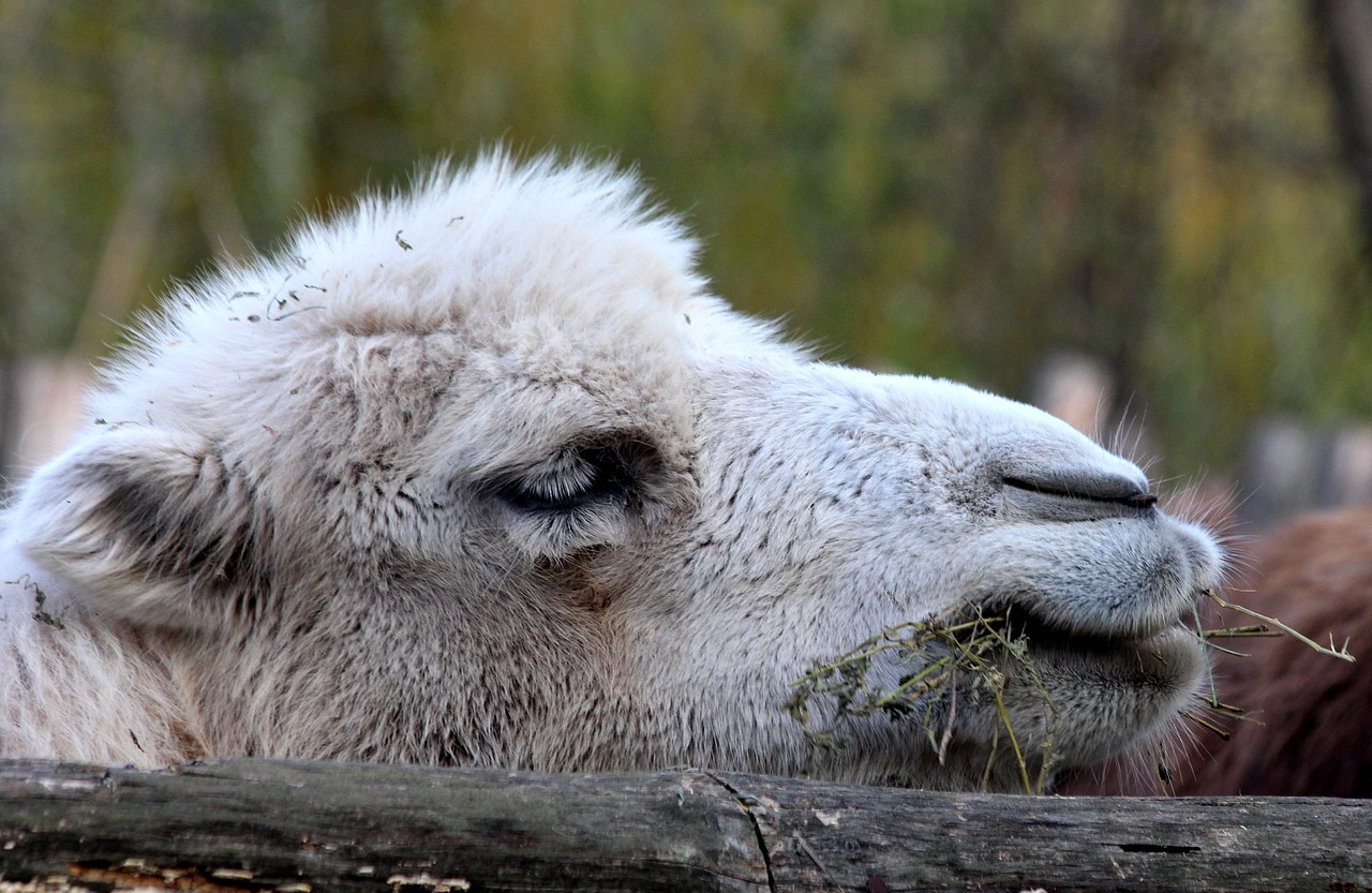 Image - camel the head of a camel