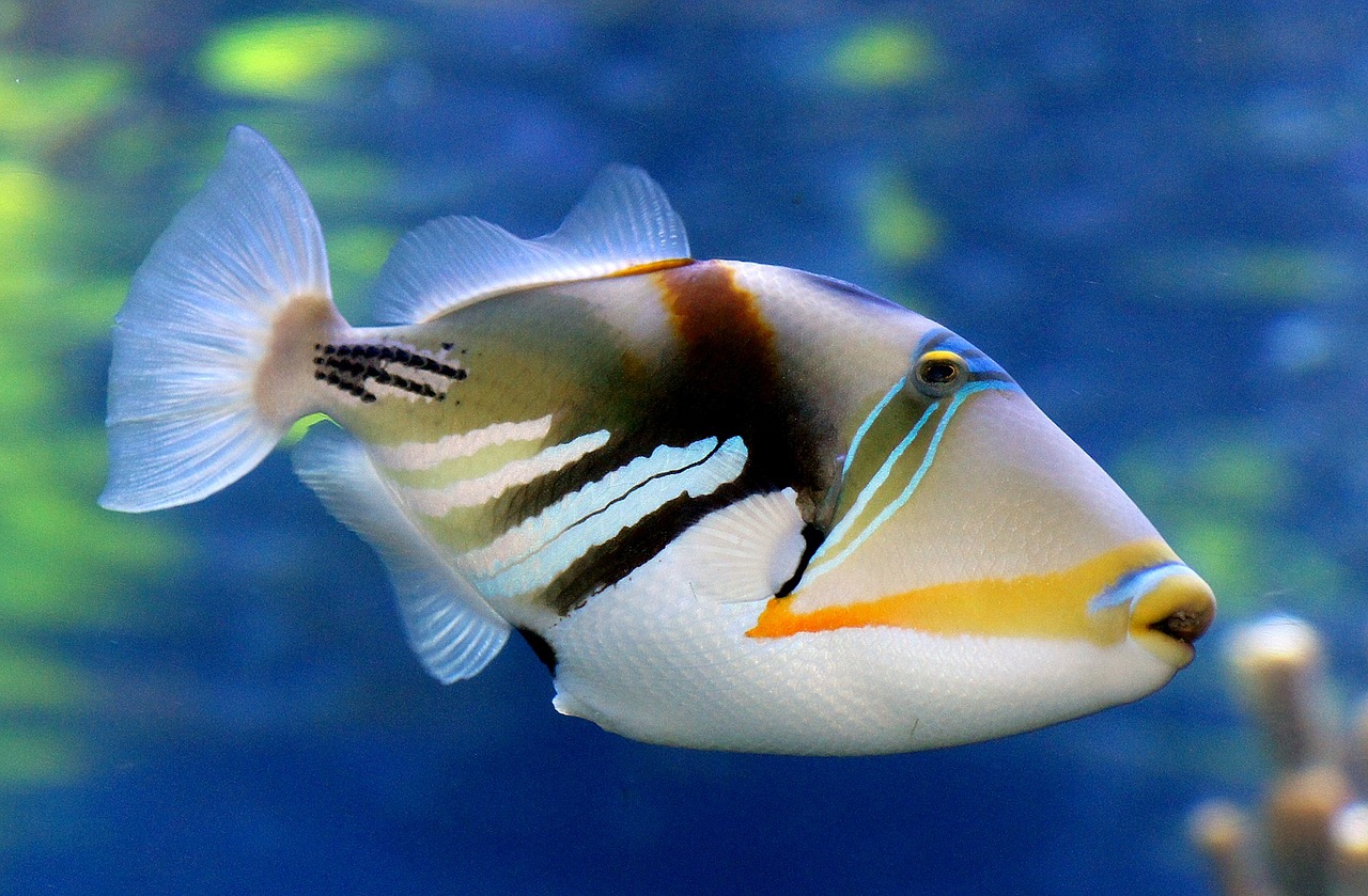 Image - reef triggerfish swimming underwater