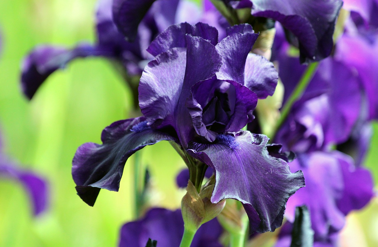 Image - blue iris iris flower garden flower
