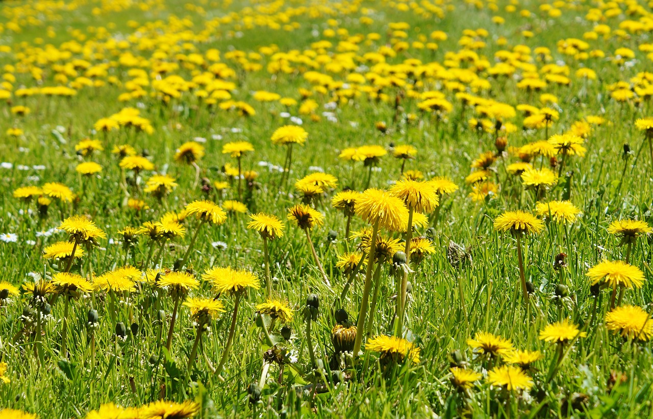 Image - flowers meadow dandelion