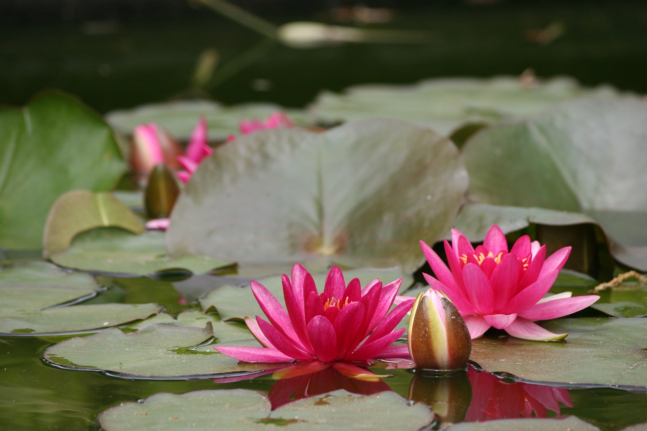 Image - water lily pink flower water