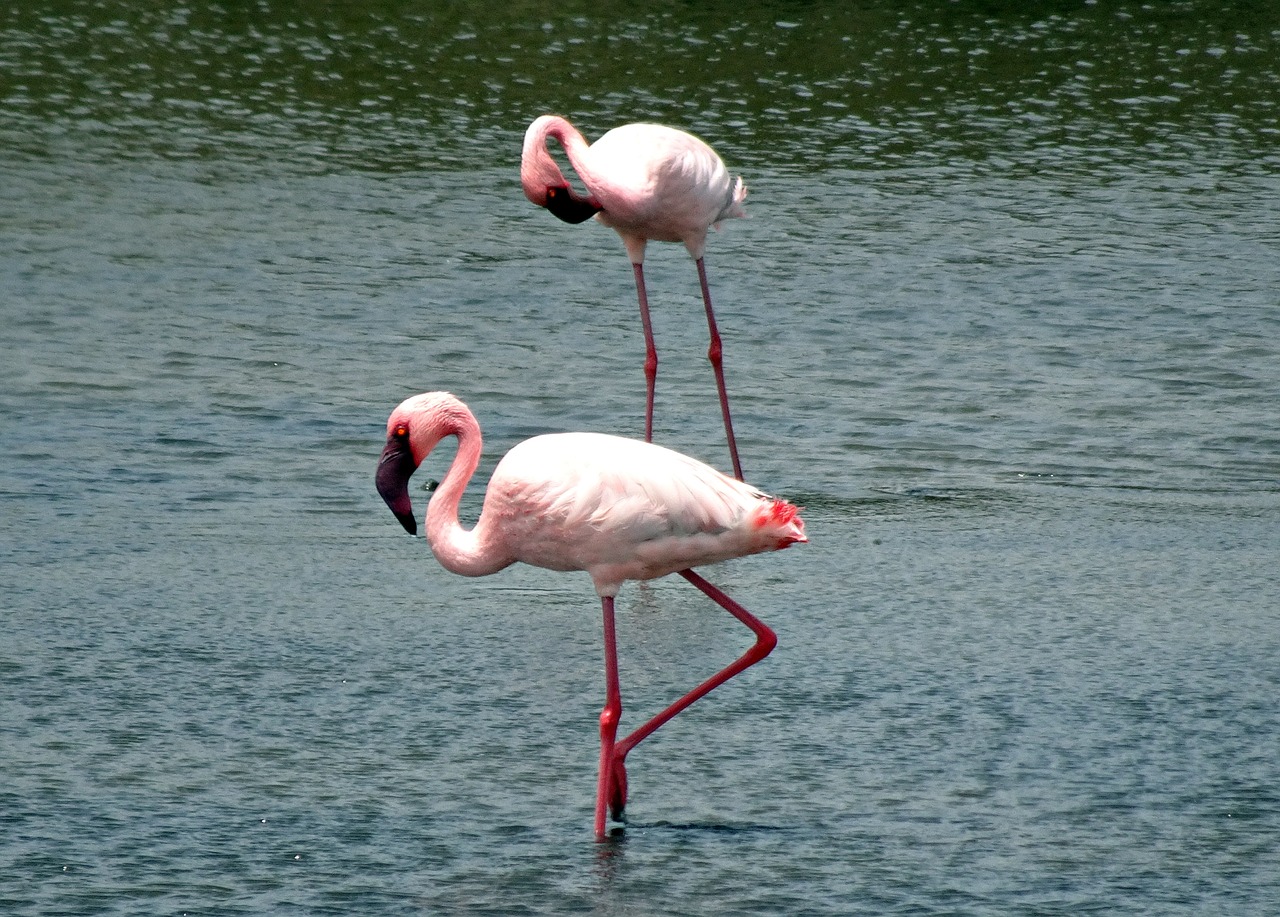 Image - bird lesser flamingo