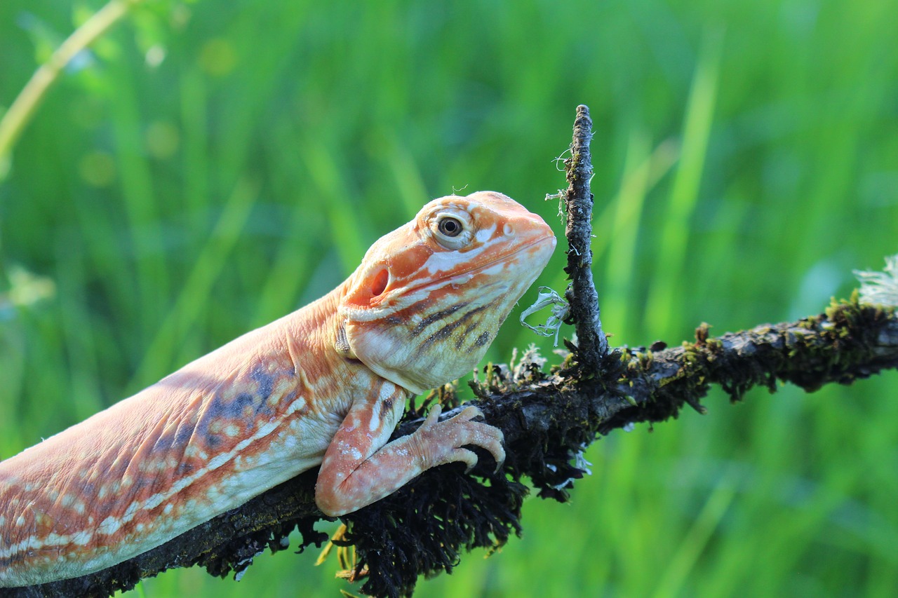 Image - lizard nature silk reptile eye